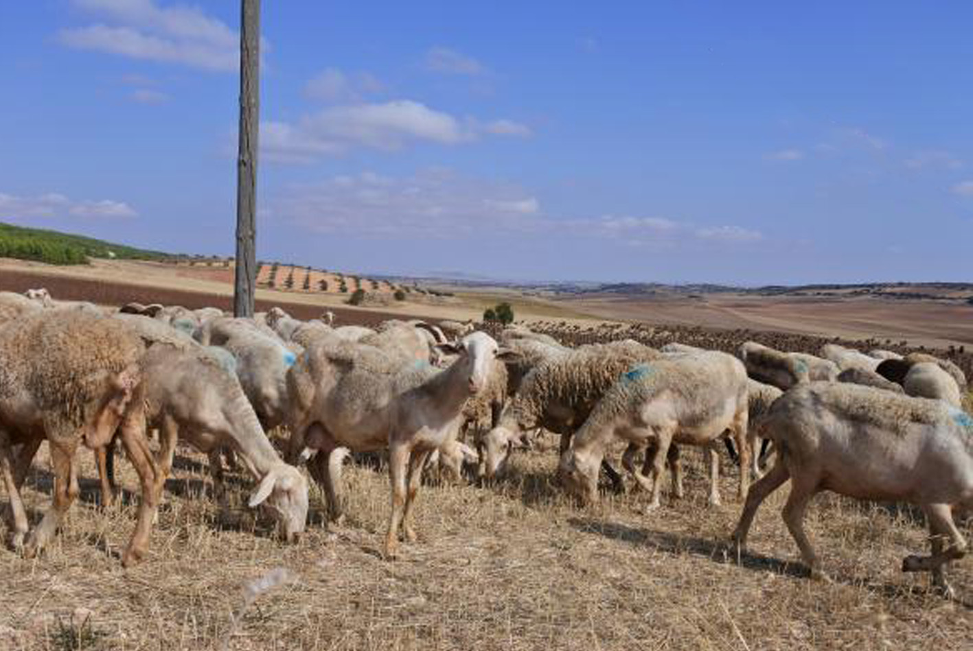 Castilla-La Mancha supera los 600 millones de euros de ayudas abonadas de la PAC, con la inyección hoy de más de cinco millones para vacuno de cebo