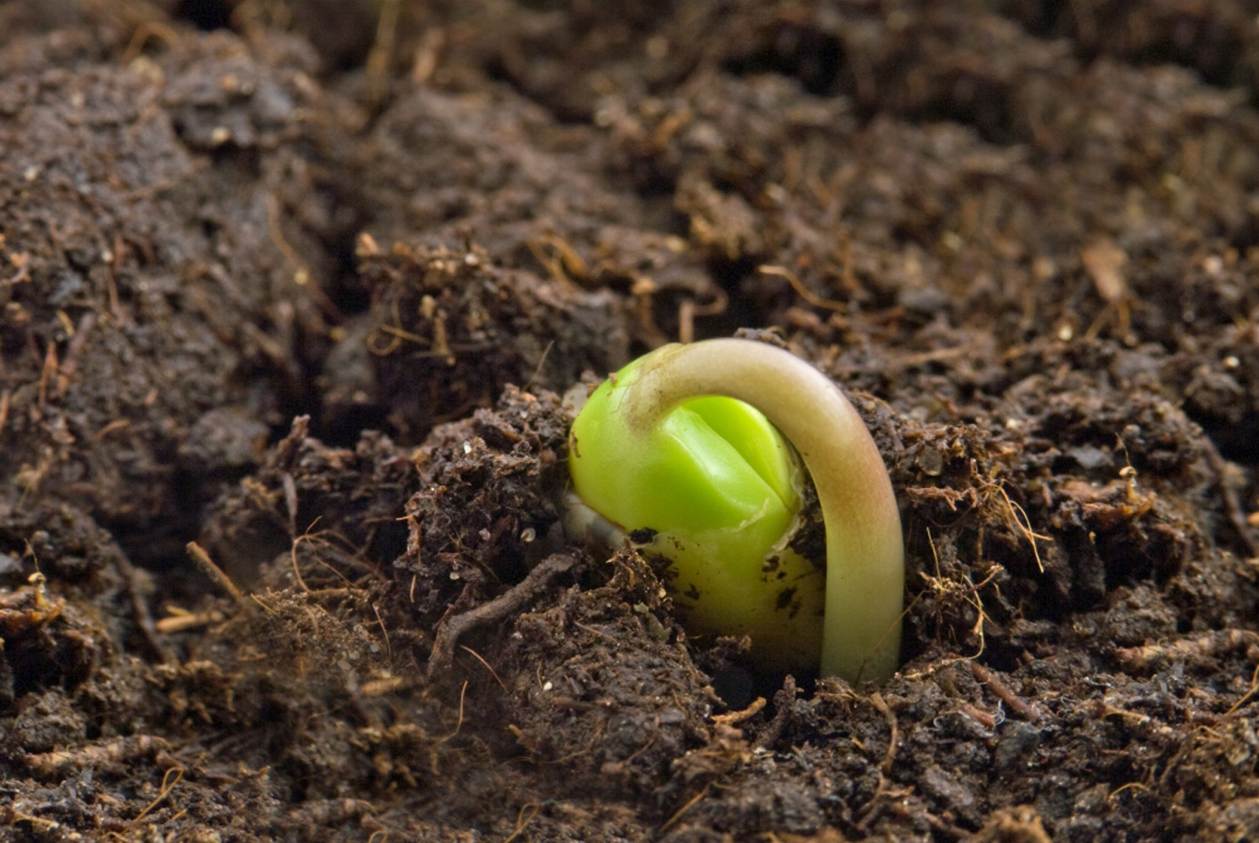 El Consejo de Ministros actualiza la normativa sobre producción, control y certificación oficial de plantas de vivero y semillas 