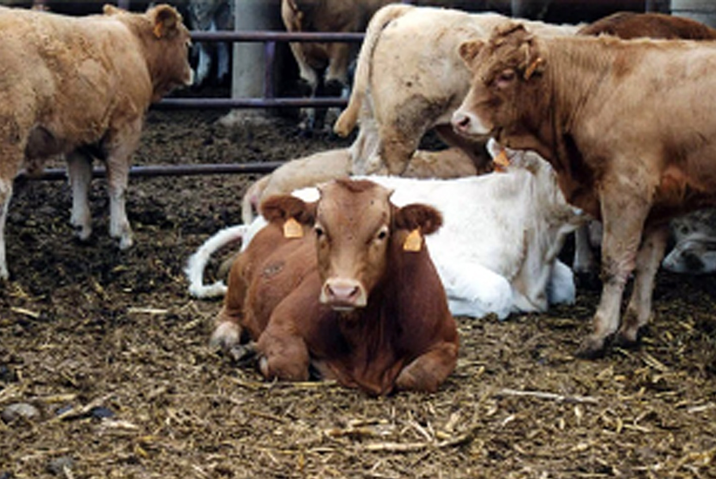 El Departamento de Agricultura abona 524.600 euros de ayudas directas asociados al sector ganadero del vacuno de cebo de 2019 a 2.014 beneficiarios