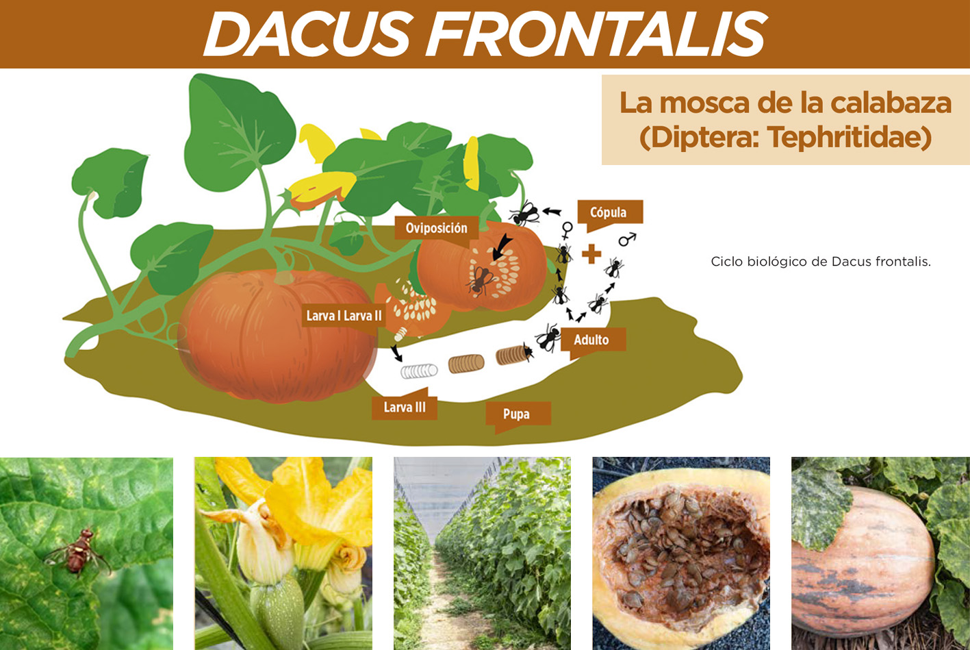 La mosca de La Calabaza, Dacus frontalis