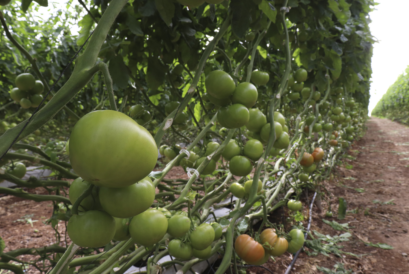 El Gobierno abona 5,8 millones de euros del POSEI a productores de tomate de exportación y forraje por hectárea 