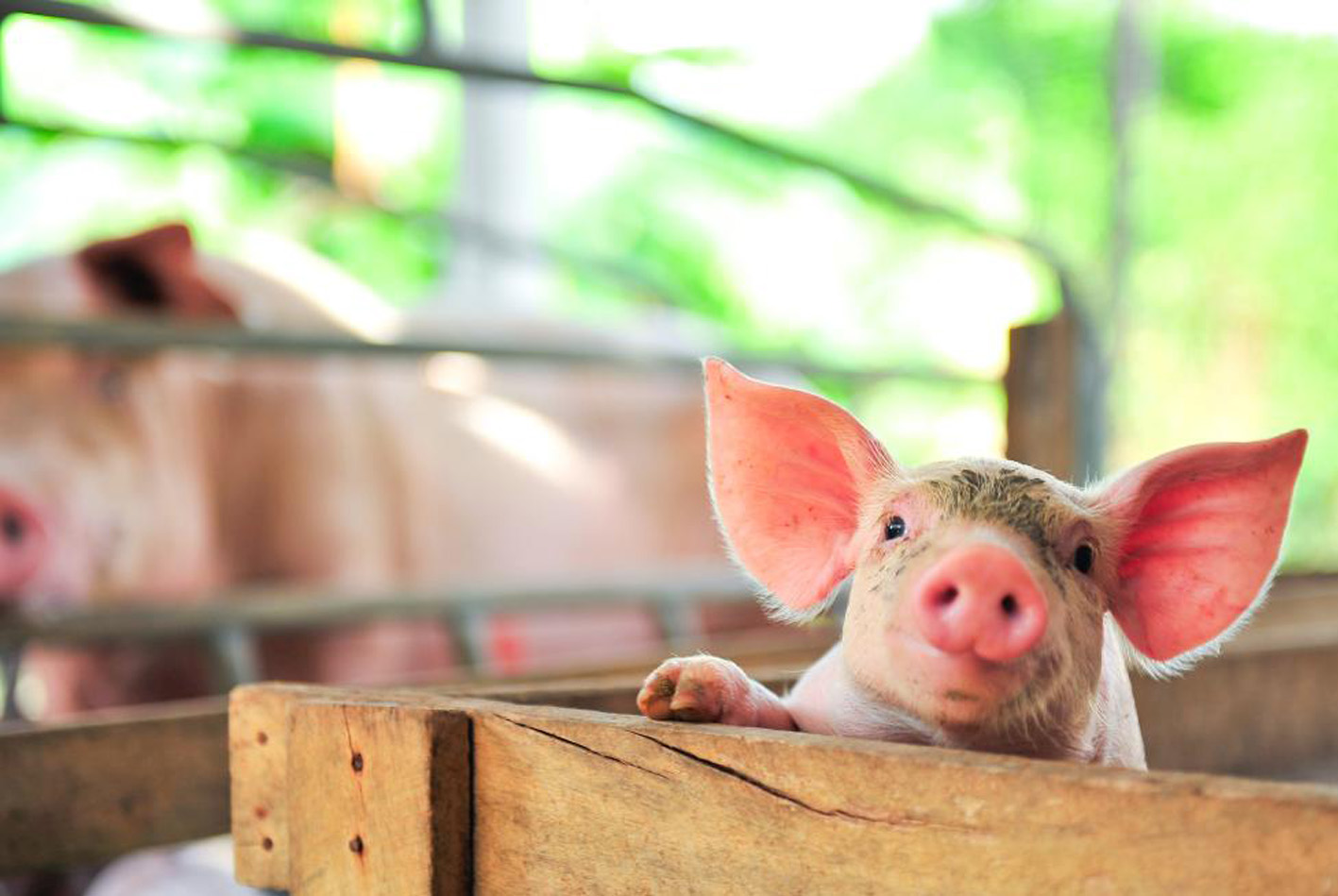 La Comisión Europea lanza una consulta sobre protección y bienestar animal