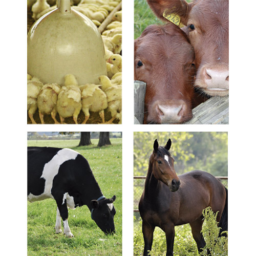 Camas PAMIES para animales de granjas y domésticos