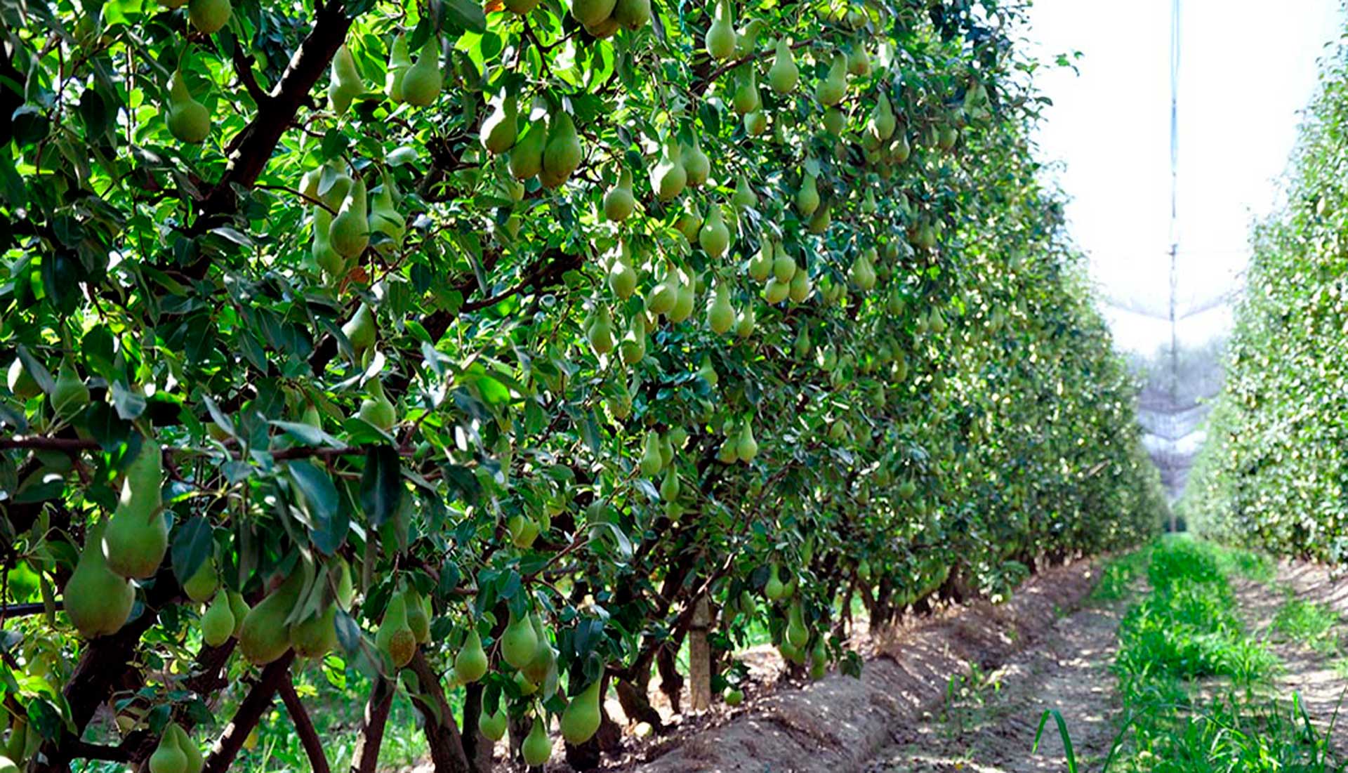 ADOS Soluciones nutricionales Evolya