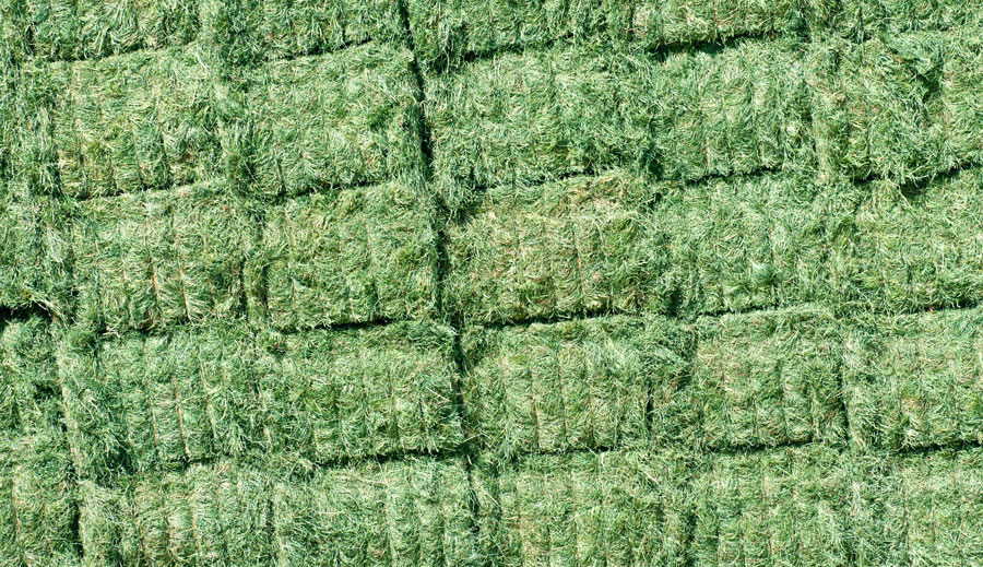 Forraje. Alfalfa natural en paca, Alfalfa deshidratada en paca y Alfalfa en pellet
