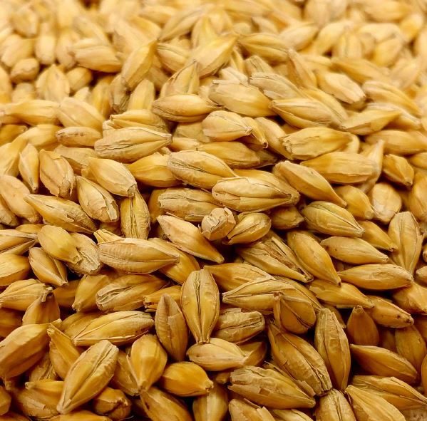 Semillas de cebada, trigo, triticale, maíz y girasol Evolya