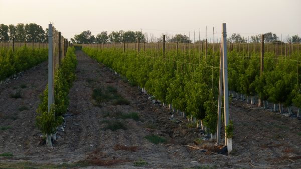 Tutorado para plantaciones EVOLYA. Tutores.
