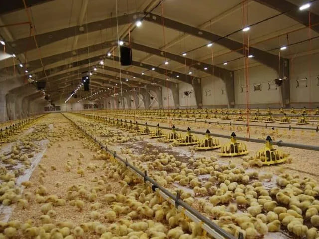 Falso techo con poliester para granjas PANEL SANDWICH granja aves