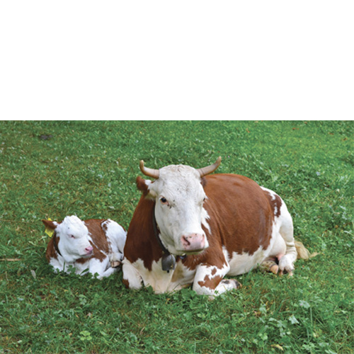 Suplementación alimentaria ecológica VELAY SCOP Nutrition