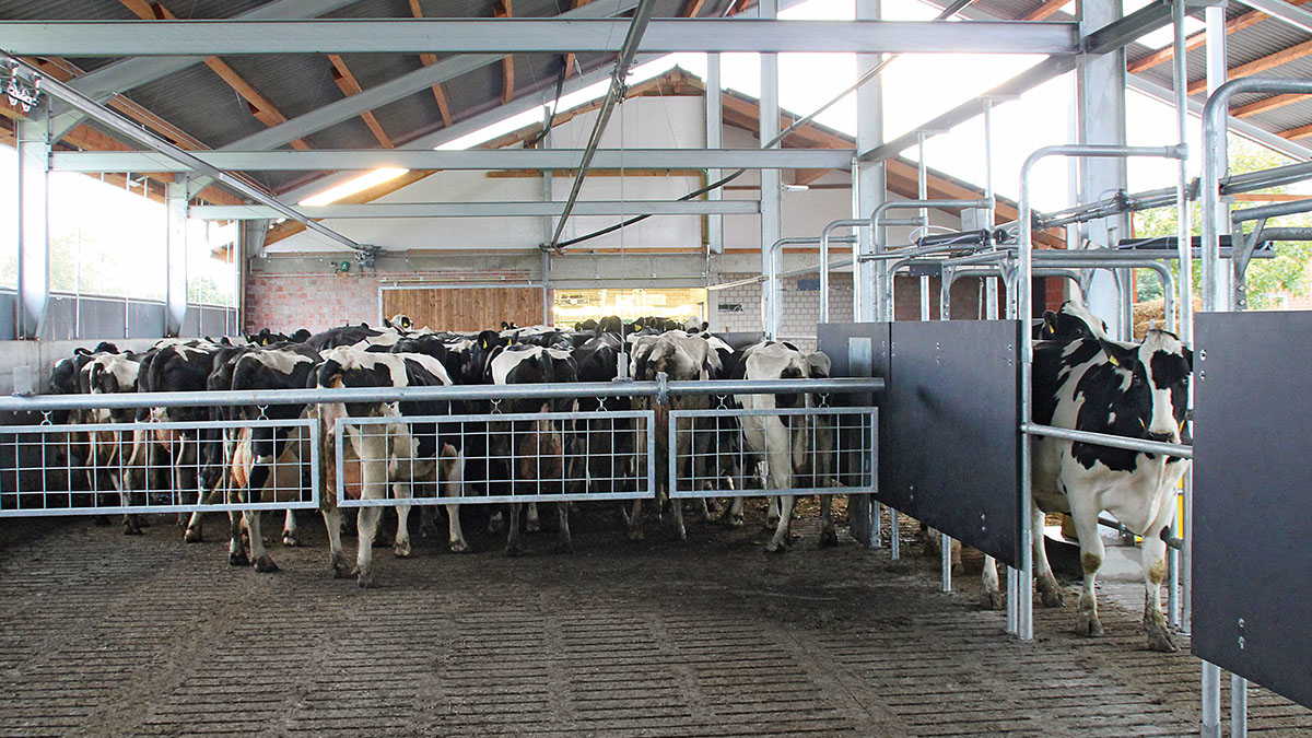 Sistema de conducción de vacas GEA CowMander