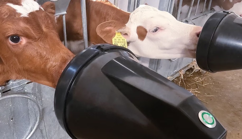 Comedero individual para terneros GEA DairyFeed F4160