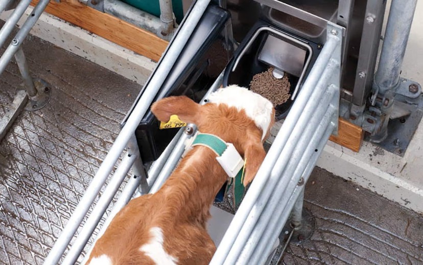 Alimentador de concentrado GEA para terneros DairyFeed J 1000