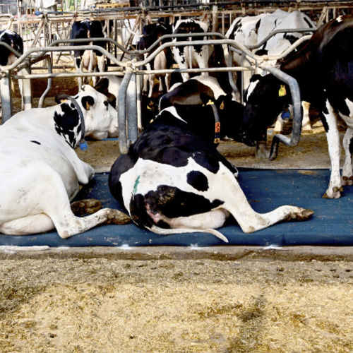 1a Colchón para cama de animales ERILON