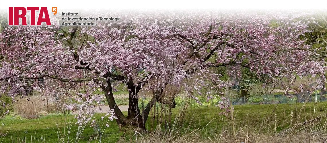 DIVINA, la nueva variedad de almendro del IRTA, se presenta en Fruit Attraction