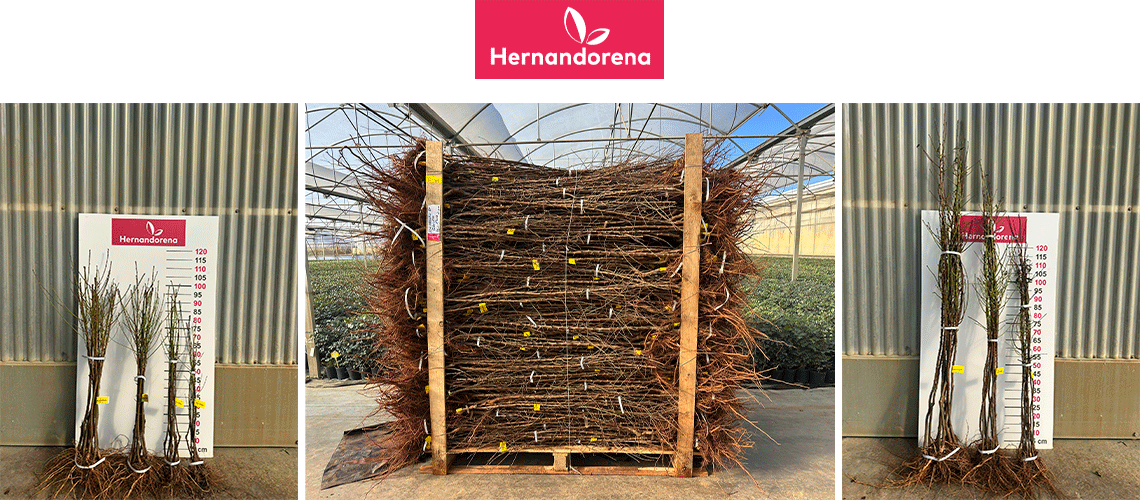 Viveros Hernandorena arranca la campaña de invierno con uno de los stocks de frutales más amplios y diversificados