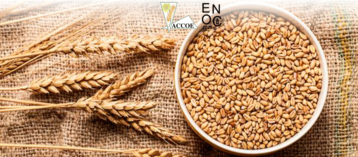 ACCOE reivindica el papel de la cadena comercial del cereal como garantía de estabilidad para agricultores, industria y consumidores