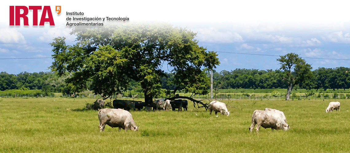 Patrones microbianos del rumen, clave para seleccionar a las vacas más sostenibles y eficientes