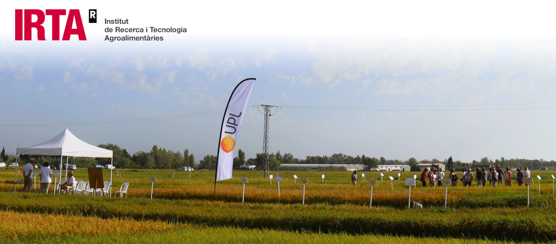 La innovación para adaptar el cultivo al cambio climático centra la XXIX Jornada de campo del arroz del IRTA en Amposta